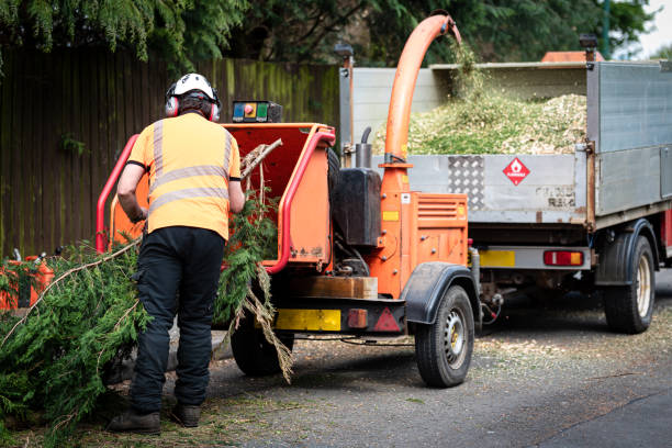 How Our Tree Care Process Works  in  Denmark, WI